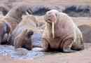 Styl życia i ciekawe fakty dotyczące walrus