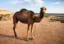Jednopalony wielbłąd