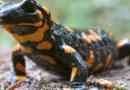 Fire salamande