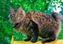 Opis rasy bobtail, natury i treści kota