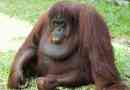 Orangutan