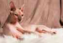 Funkcje cats breed sfinx