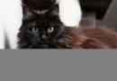 Cechy zachowania i treści rasy cat black maine coon