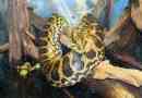 Paraguayan anaconda lub żółta anakonda
