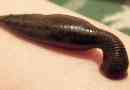 Leeches