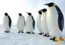 Pingwiny - królowie polaka południowego