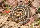 Garter snake batler: kolorowe zdjęcia gadów