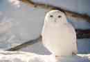 Sowa polarna (biała)