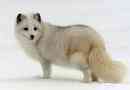 Pczennik polarny (polarny lis)