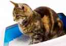 Biegunka na kota: powody, leczenie w domu
