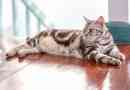 American shorthair cat breed