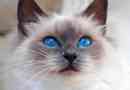 Rasy koty z niebieskimi oczami
