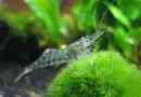 Krewetki słodkowodne: cechy treści i hodowli