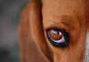 Powoduje, diagnoza i leczenie czerwonych oczu w psie