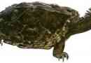 Proganohelis - tajemnice wymarłego żółwia