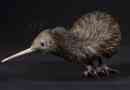 Ptak kiwi