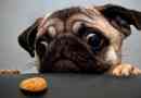 Dieta mopsa: dozwolone i zabronione produkty