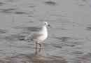 Sludf seagull - ostatnio na zewnątrz i rzadkie gatunki ptaków