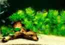 Rogoltnik w akwarium - typy i opieki