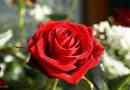 Róża
