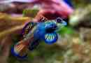 Mandaryna rybna: rainbow beauty