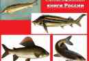 Ryba czerwonej księgi rosji