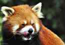 Redhead panda: zdjęcie bestii. Opis czerwonej panda