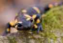 Salamandra