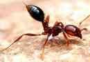 Najbardziej niebezpieczne owady świata