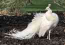 Sensation: white peacock pojawił się w moskwie zoo