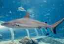 Szary biały rekin: photo draphy
