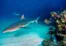 Szary rekin reef - predator?