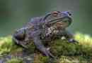 Szara ropucha - jadowita płaz