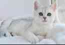 Silver chinchilla cat. Opis, funkcje, treść pielęgnacji i rasy
