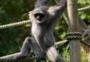 Silver gibbon - mailing primat