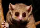 Gray mouse lemur, jest millerian lemur