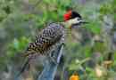 Schoglyous woodpecker - prome american pernaya pride