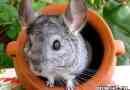 Sinchilla zwierzę. Opis, funkcje, pielęgnacja i cena szynszyli