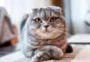Scottish fold cat