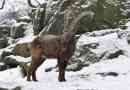 Siberian mountain goat