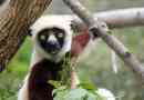 Sifaka