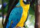 Niebiesko-żółta ara - jedna z najjaśniejszych papug