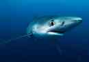Żarłacz błękitny