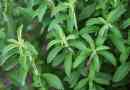 Stevia