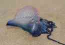 Deadly jellyfish attack british beaches