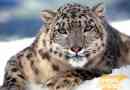 Snow leopard, zdjęcia, ciekawe fakty