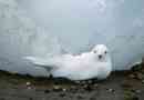 Snow petrel - ten, który nie boi się zimna