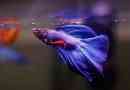 Treść i opieka nad rybami akwariowymi