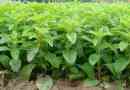 Stevia