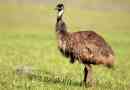 Strusia emu